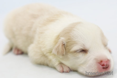 成約済の神奈川県のボーダーコリー-327510の8枚目